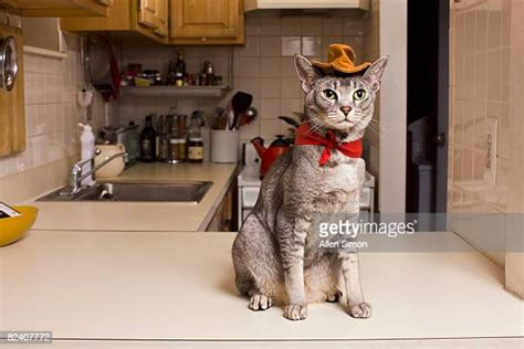 Cat Cowboy Hat Photos And Premium High Res Pictures Getty Images