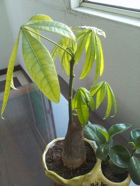 How often you water your pansies will determine if your garden will bloom or die. How often does the Money Tree water - The Plant Aide