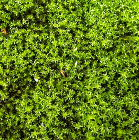 Green Forest Moss Texture In The Forest Under Trees Macro Stock Photo