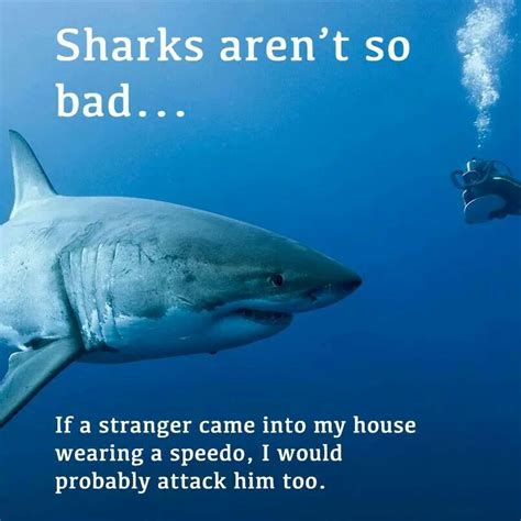 Always Remember This Misunderstood Shark Funny Pictures