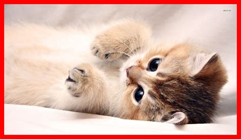 Very Cute Cats Wallpapers Wallpaper Cave 498