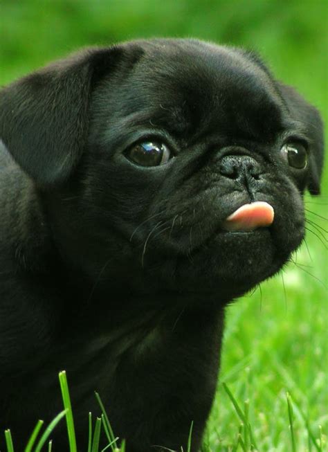 This Sweet Pug That You Just Want To Eat Up Baby Pugs Black Pug