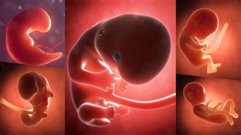 Download now syahnaz sadiqah hamil 8 minggu hasil usg tunjukkan dua janin. Ukuran Janin 5 Bulan Dalam Kandungan - Berbagai Ukuran