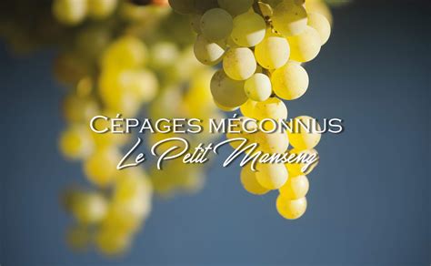 Cépages Méconnus Le Petit Manseng Journal Du Vin