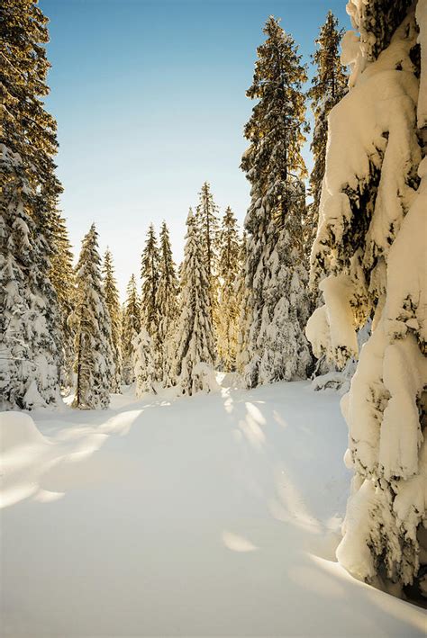 Sun Shining Through Snow Covered Spruce Trees Feldberg Black Forest