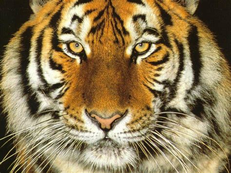Tiger Face Close Up Free Animals Wallpaper Image With Tigers ~ Harster