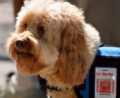 Service Dog Free Stock Photo Public Domain Pictures