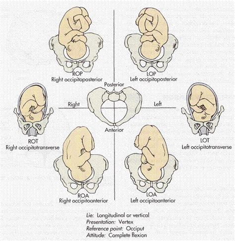 태향 Fetal Position 네이버 블로그