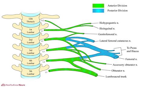 Lumbar Plexus Anatomy