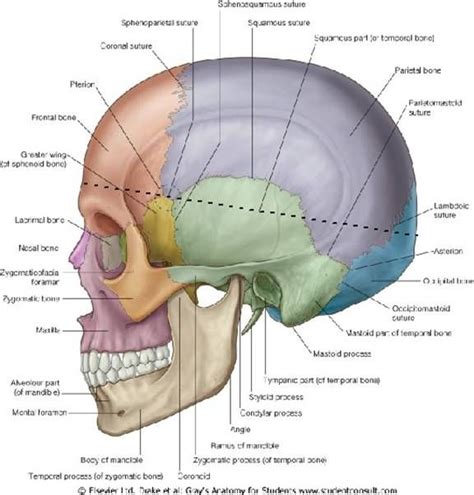 Occipital Bone Anatomi Tengkorak