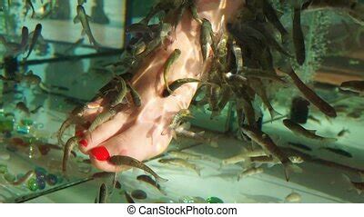 Garra Rufa Fish Pedicure Close Up Shot Of Female Feet In Aquarium With