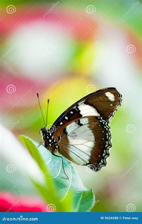 Farfalla Dello Swallowtail Del Frutteto Fotografia Stock Immagine Di