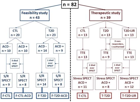 Flowchart Of The Present Study Ctl Control T2d Type 2 Diabetes