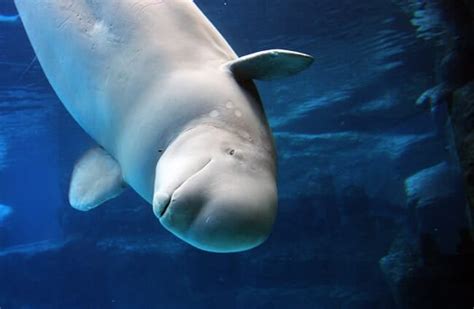 Beluga Whale Description Habitat Image Diet And Interesting Facts