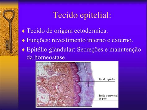 Ppt Histologia Animal Tecido Epitelial Powerpoint Presentation Free