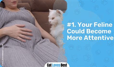 Can Cats Sense Pregnancy Heres What You Need To Know