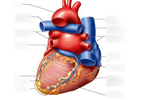 External Heart Anatomy Posterior View Diagram Quizlet