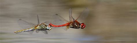 How Do Dragonflies And Damselflies Grow And Start To Fly Jardim