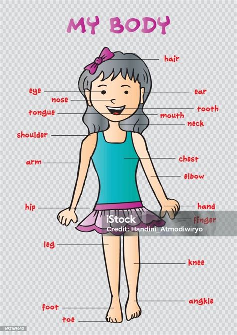 My Body Educational Info Graphic Chart For Kids Showi