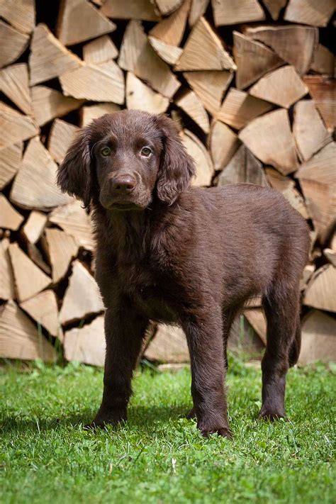 Flat Coated Retriever Dog Breed Everything About Flat Coated Retrievers