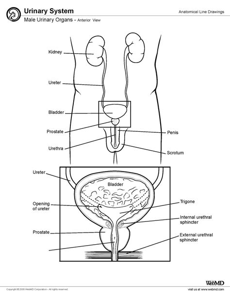 External Male Anatomy Labeled Male Reproductive System Worksheet