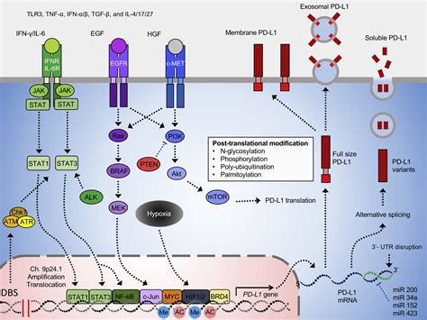 Mechanisms Controlling Pd L Expression In Cancer Molecular Cell
