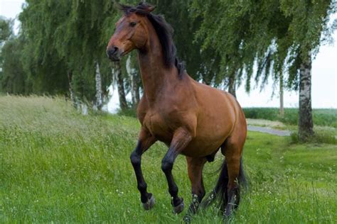 Desensitizing Horses - How To Calm A Nervous Horse - Horse FactBook