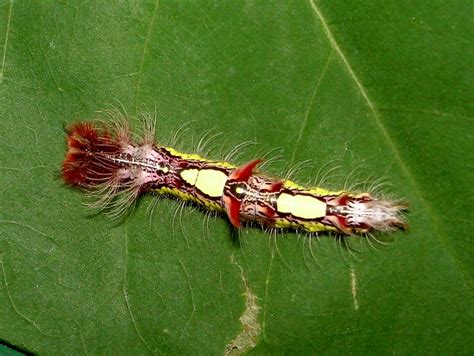 The blue morpho's life cycle begins when the eggs are hatched into larvae. Morpho Caterpillar | Flickr - Photo Sharing!