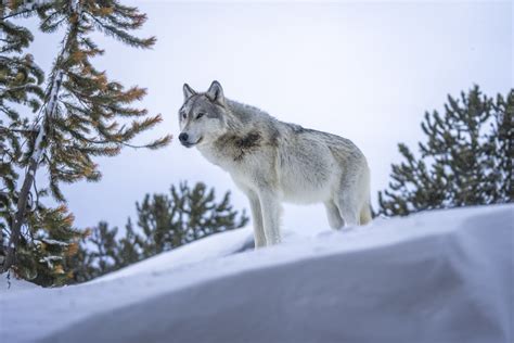 Beautiful Gray Wolves West Yellowstone Montana Winter Snow Wolfpack
