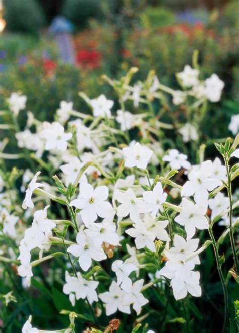 9 Top Fragrant Flowering Annuals Better Homes And Gardens