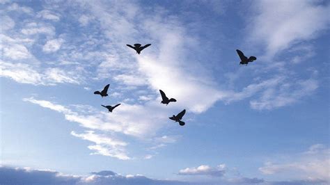 Birds In Sky Wallpapers Top Free Birds In Sky Backgrounds