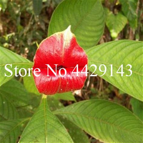 100 Pcsbag Red Lips Flower Bonsai Rare Flowering Pots Bonsai Japanese