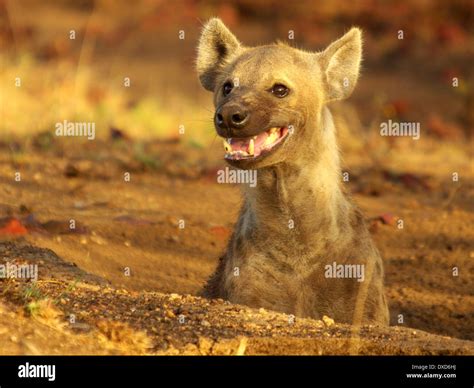 Hyena Teeth Hi Res Stock Photography And Images Alamy