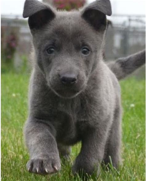 A german shepherd and blue heeler mix is very likely to become destructive or neurotic if they are not regularly mentally and physically stimulated. The 25+ best Blue german shepherd puppies ideas on ...