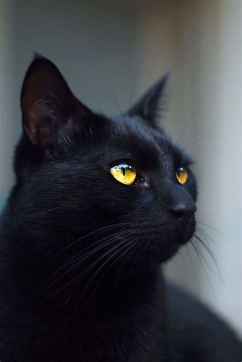 See more ideas about black kitten, crazy cats, kitten. Free Images : spooky, animal, dark, pet, halloween, feline ...
