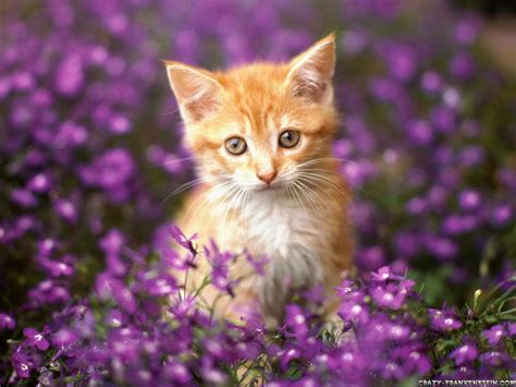 Purple Cat Wallpapers Wallpaper Cave