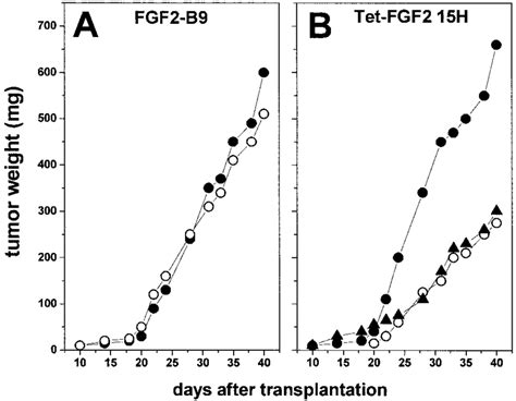 Growth Of Tet Fgf Tumors Effect Of Early Fgf Down Regulation Nude