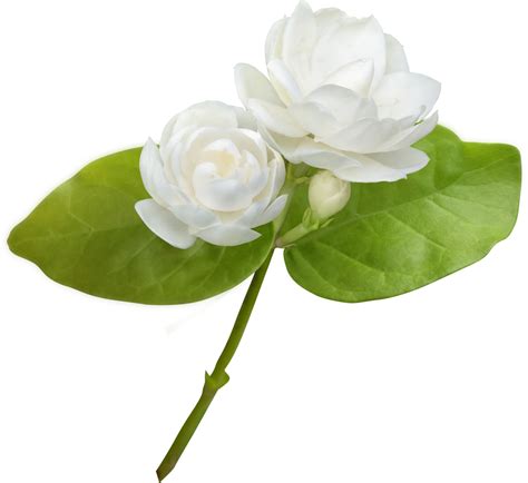 Jasmine Flower Isolated Symbol Of Mothers Day In Thailand 9597447 Png