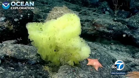 Real Life Spongebob And Patrick Discovered In Atlantic Ocean By Noaa