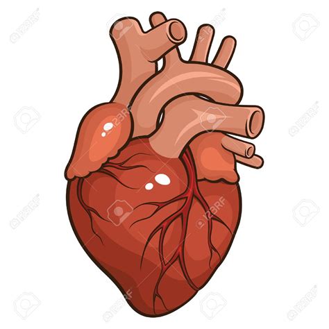 Human Heart Clipart At Getdrawings Free Download