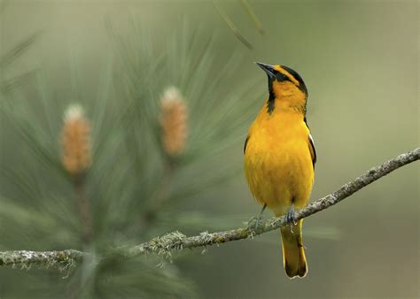 Bullock's Oriole | The great migration, Orioles, Oriole bird