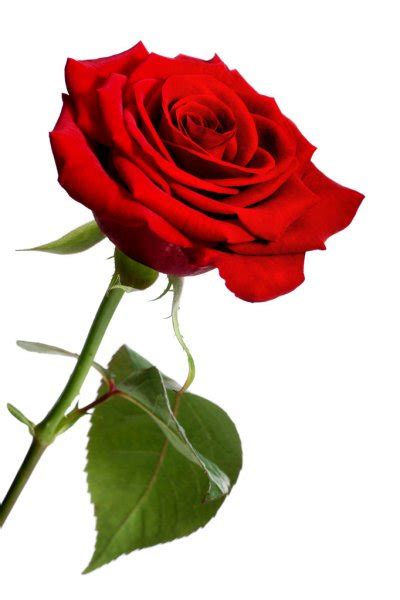 Red Rose Flowers Photos Images Best Flower Site