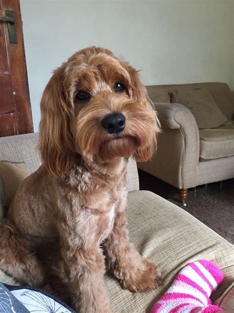 Cockapoo Grooming 11 Months Old Short Teddy Bear Style Cockapoo