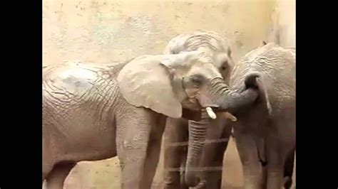 Elephant Eats Da Poo Poomov Youtube