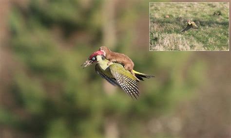 woodpecker pictured in flight with small mammal hitching on its back comedy wildlife