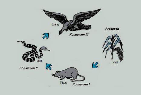 Protozoa berasal dari kata protos yang berarti pertama dan zoon yang berarti hewan sehingga disebut sebagai hewan pertama Rantai Makanan dan Jaring-Jaring Makanan - RIFANFAJRIN.COM