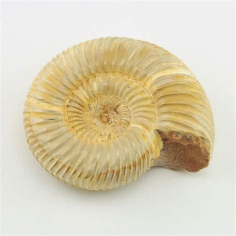 Sku 4535 This Fossil Ammonite Is From Madagascar And Is 2 Inches Wide