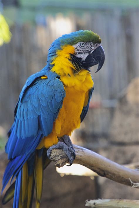 Gold Macaw Parrot Gold Macaw Parrot At The Palm Beach Zoo Flickr