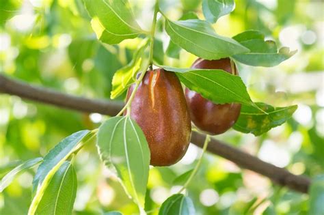 Can You Grow A Jujube In A Container Learn About Potted Jujube Trees