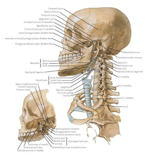 Bony Framework Of The Head And Neck In 2021 Head And Neck Spinal